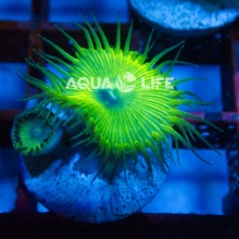 Wysiwyg Palythoa Nuclear Green #3