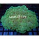 Wysiwyg Plerogyra Sinuosa Bubble Coral #3