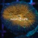 Wysiwyg Lobophyllia Orange #2