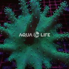 Wysiwyg Lobophytum Green sp #2 (18-20cm)