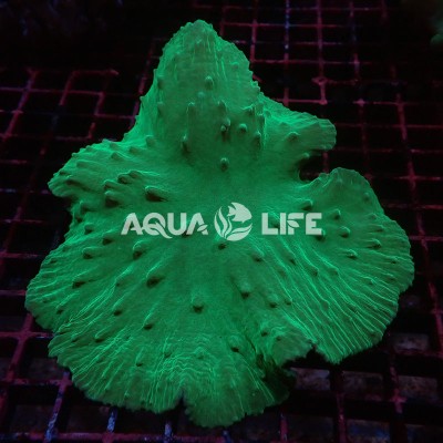Wysiwyg Sinularia Dura -Neon Green #1 (cca 17-20cm )