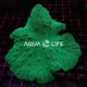 Wysiwyg Sinularia Dura -Neon Green #1 (cca 17-20cm )
