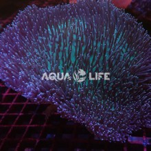 Wysiwyg Sarcophyton sp. #1