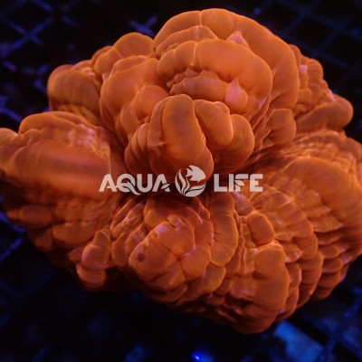 Wysiwyg Cynarina Lacrymalis Ultra Red #2