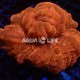 Wysiwyg Cynarina Lacrymalis Ultra Red #2 Wysiwyg Cynarina Lacrymalis Ultra Red #2