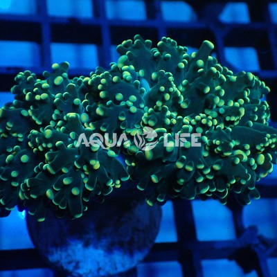 Wysiwyg Euphyllia Yaeyameansis Gold #1