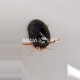 Paguristes Sp. RED - Scarlet Hermit Crab
