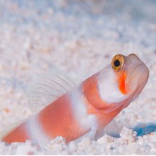 Amblyeleotris aurora-Aurora Watchman Goby