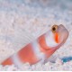 Amblyeleotris aurora-Aurora Watchman Goby Amblyeleotris aurora-Aurora Watchman Goby