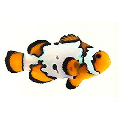 Amphiprion Ocellaris Snowflake