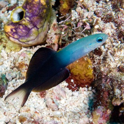 Evides Ptereleotris -Dartfish Blackfin