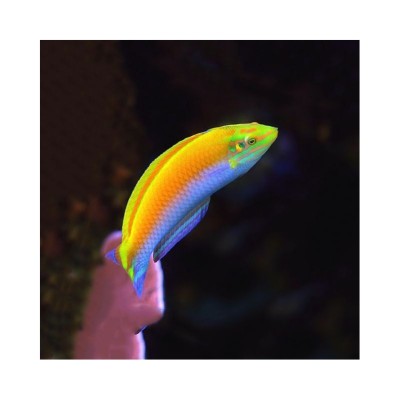Halichoeres Leucoxanthus Canarytop Wrasse