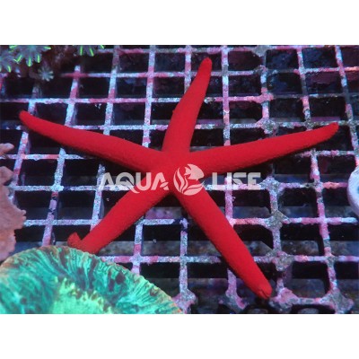 Stea Linckia Laevigata Red Sea Star 