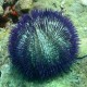 Lytechinus Variegatus Purple Pincushion Urchin Arici Lytechinus Variegatus Purple Pincushion Urchin Arici