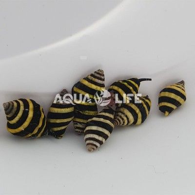 Melc Engina Medicaria- Bumble Bee Snail