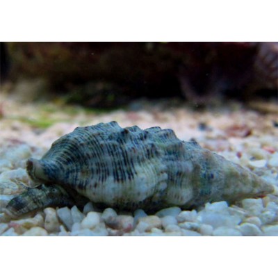 Melc Cerithium caeruleum-Cerith Sand Snail