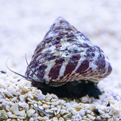 Melc Trochus sp.- Banded Snail