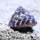 Melc Trochus sp.- Banded Snail