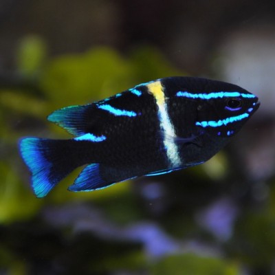 Oxyodon Damselfish Neoglyphidodon oxyodon