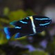 Oxyodon Damselfish Neoglyphidodon oxyodon Oxyodon Damselfish Neoglyphidodon oxyodon