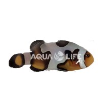 Amphiprion Ocellaris DaVinci