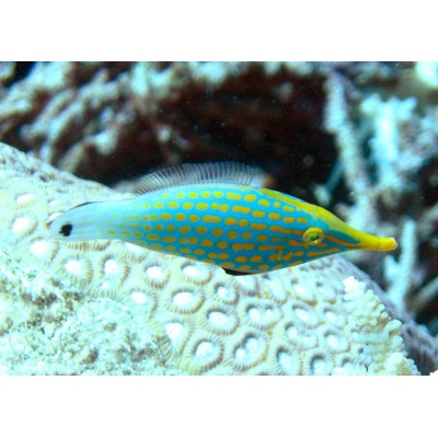 Oxymonacanthus Longirostris