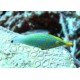 Oxymonacanthus Longirostris