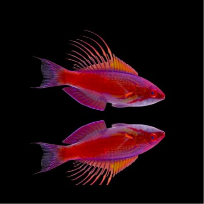 Paracheilinus Cyaneus Blue Flasher Wrasse