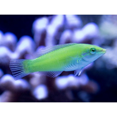 Halichoeres Chloropterus- Green Wrasse