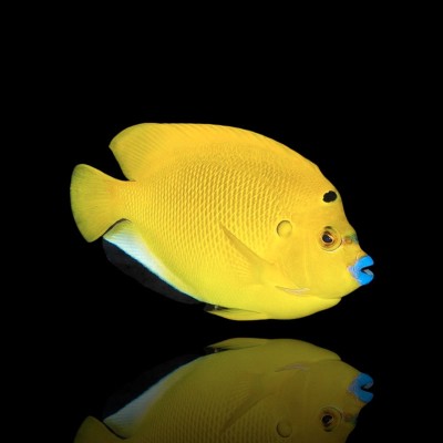 Apolemichthys Trimaculatus Threespot Angelfish