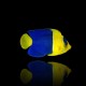 Centropyge Bicolor Bicolor Angelfish Centropyge Bicolor Bicolor Angelfish