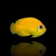 Centropyge Flavissima Lemonpeel Angelfish