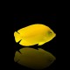Centropyge Heraldi Yellow Angelfish