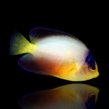 Centropyge Multicolor Multicolor Angelfish