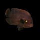 Centropyge Nox Black Nox Angelfish