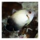 Centropyge Vroliki Half Black Angelfish