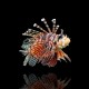 Dendrochirus Zebra Dwarf Zebra Lionfish