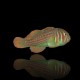 Gobiodon Histrio Green Clown Goby