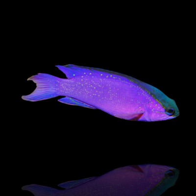 Gramma Melacara Black Cap Basslet
