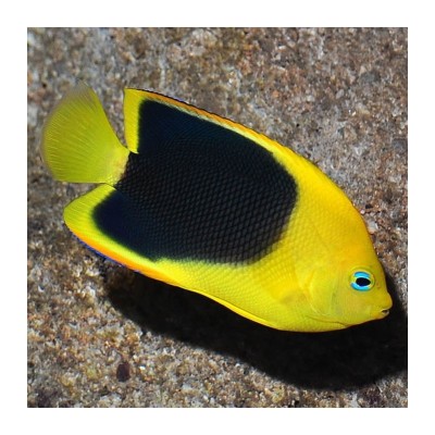 Holacanthus Tricolor Rock Beauty Angelfish