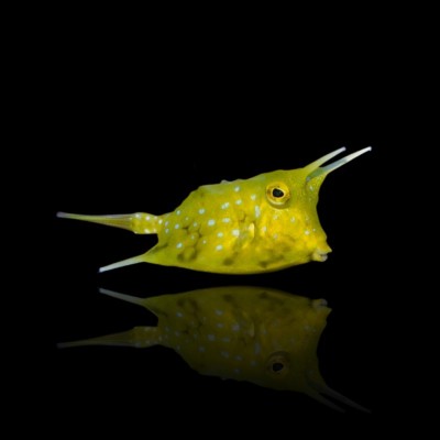 Longhorn Cowfish (Lactoria Cornuta)