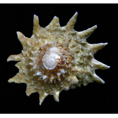 Melc Astrea sp Spiny Star