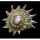 Melc Astrea sp Spiny Star
