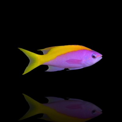 Mirolabrichthys Evansi Yellowtail Goldie Anthias