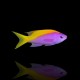 Mirolabrichthys Evansi Yellowtail Goldie Anthias