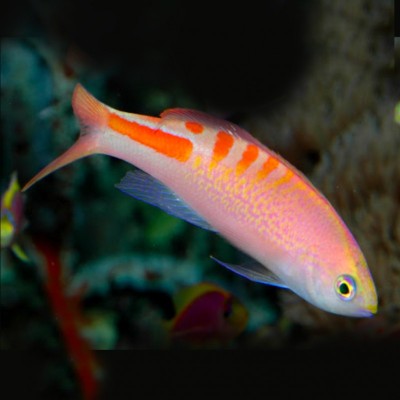 Mirolabrichthys Lori Tiger Queen Anthias
