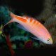 Mirolabrichthys Lori Tiger Queen Anthias