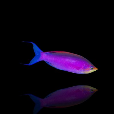 Mirolabrihthys Tuka Purple Queen Anthias Male Anthias