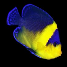 Paracentropyge Venusta
