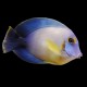 Acanthurus Pyroferus Chocolate Surgeonfish S